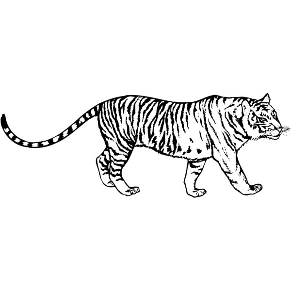 TIGER003 Thumbnail